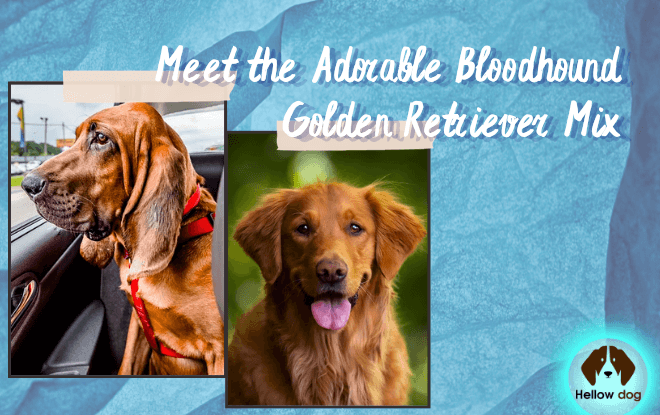 An endearing Bloodhound Golden Retriever Mix dog with floppy ears and a wagging tail.