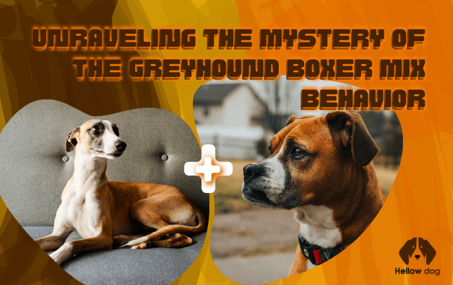 Greyhound Boxer Mix dog standing outdoors.