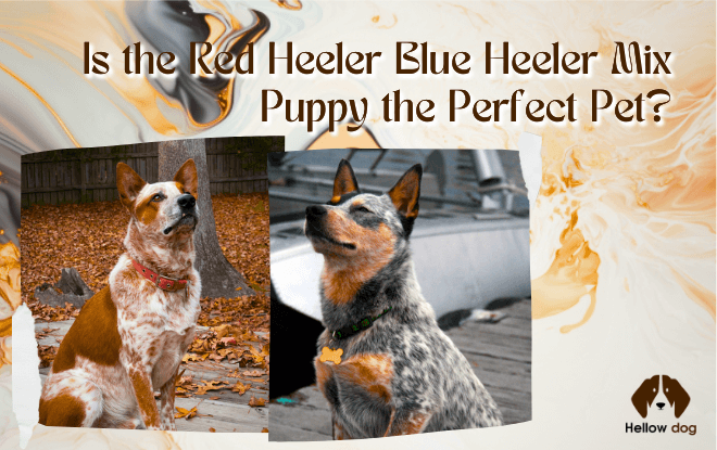 A playful Red Heeler Blue Heeler mix puppy with a beautiful blend of red and blue coat colors.