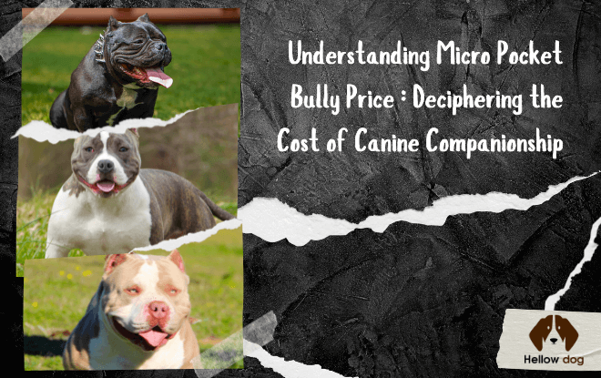 Micro Pocket Bully Price - A Comprehensive Guide to the Cost of Canine Companionship.