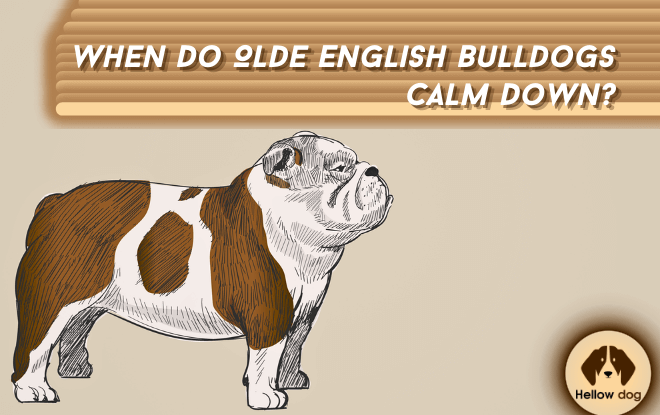 An Olde English Bulldog resting peacefully - Learn When and How Bulldogs Calm Down.