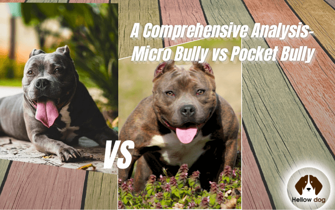 A side-by-side comparison of Micro Bully and Pocket Bully dogs.