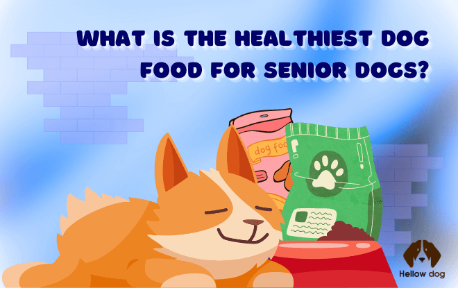 A close-up of a happy senior dog enjoying a nutritious bowl of specially formulated dog food for older pets.