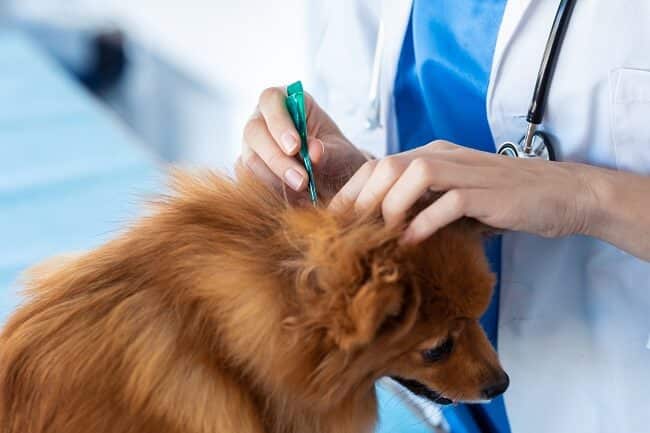 A veterinarian examines a dog for fleas during a check-up.