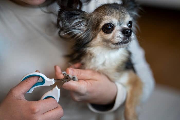 Owner grooming dog's nails with a clipper