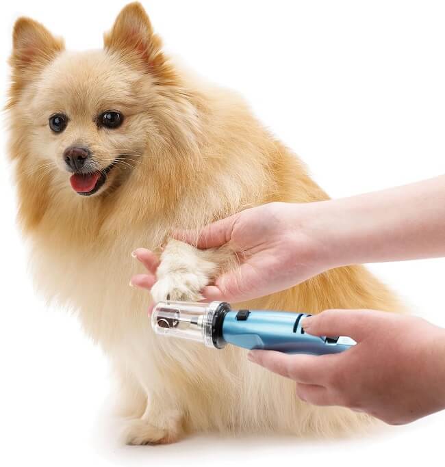 Owner grinding dog's nails with a nail grinder