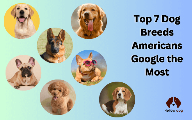 Group of 7 popular dog breeds together