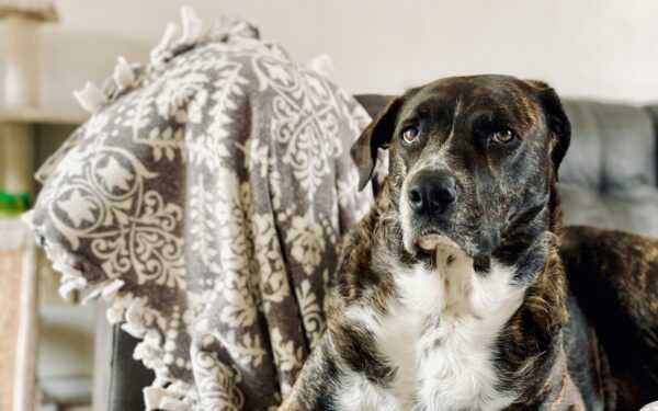 A calm daily routine that keeps your dog balanced and happy