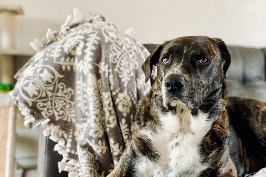 Happy dog relaxing living room rug