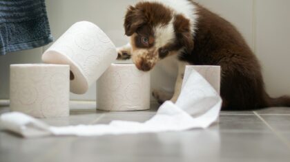 A gentle guide to cleaning your dog’s ears safely at home