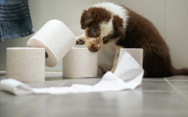 A gentle guide to cleaning your dog’s ears safely at home