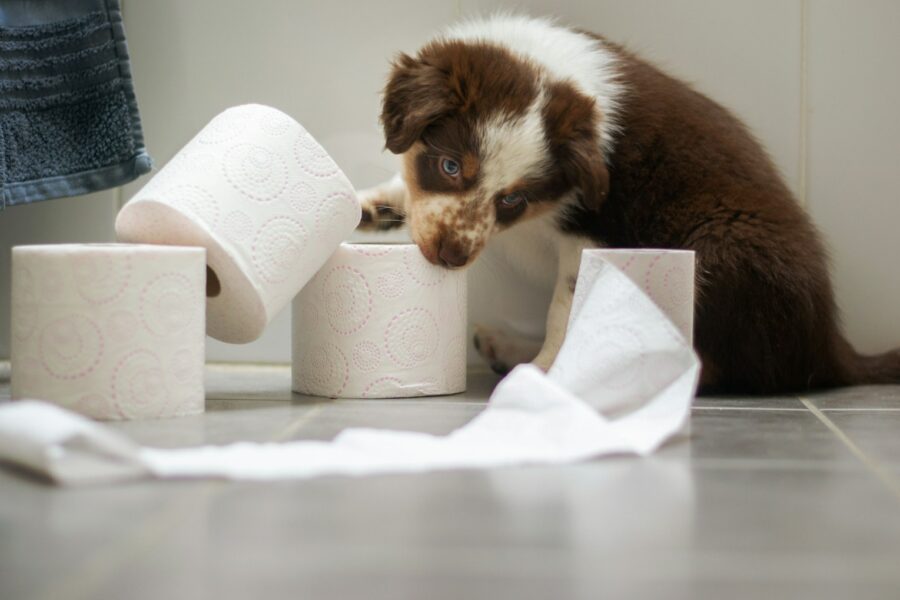 Dog ear cleaning cotton pad owner bathroom