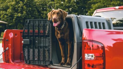 Dog crate size chart – how to choose the right crate for your dog