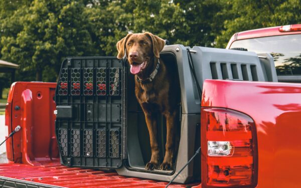 Dog crate size chart – how to choose the right crate for your dog