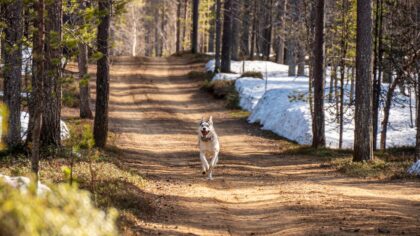 Active dogs that love adventure outdoors with their humans