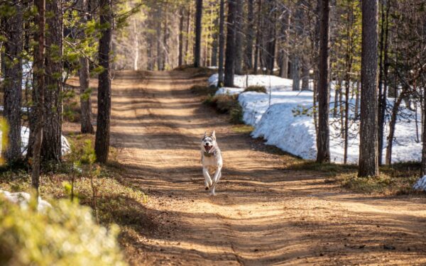 Active dogs that love adventure outdoors with their humans