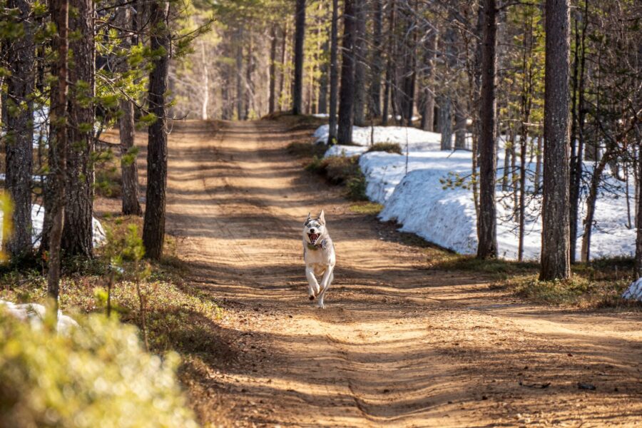 Happy dog hiking forest trail