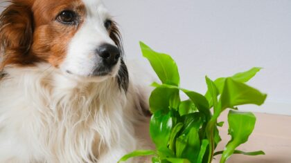 Helping your dog stop destructive chewing without punishment