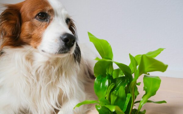 Helping your dog stop destructive chewing without punishment