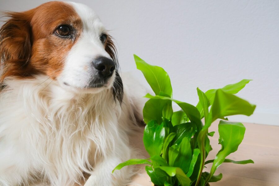 Small dog apartment sofa indoor plant