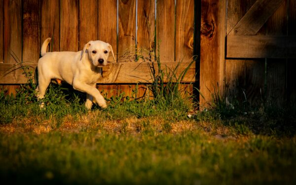 Backyard agility for beginners: simple ways to turn playtime into confidence building fun