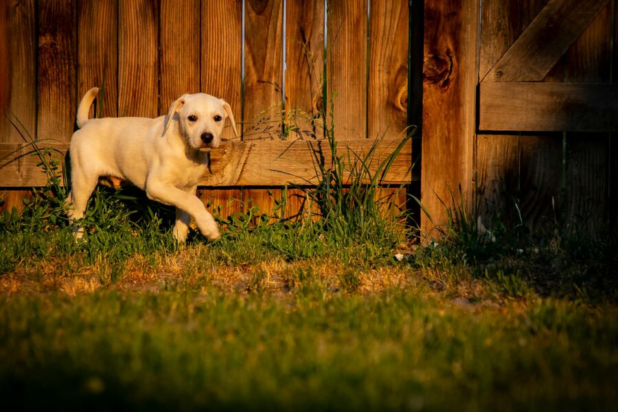 Dog jumping low agility hurdle backyard