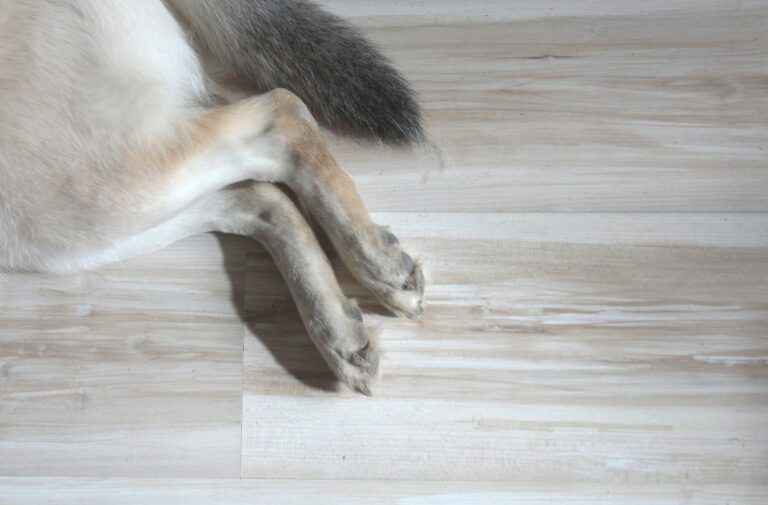 Dog being brushed floor