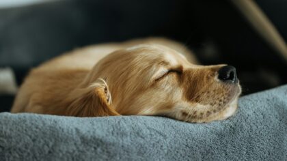 Building a calm daily routine for a new small dog