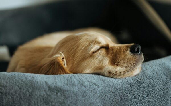 Building a calm daily routine for a new small dog