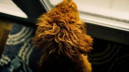 Calming your dog at the front door so greetings stay polite