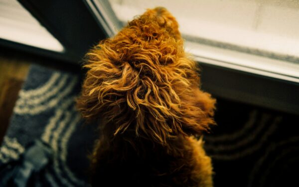Calming your dog at the front door so greetings stay polite