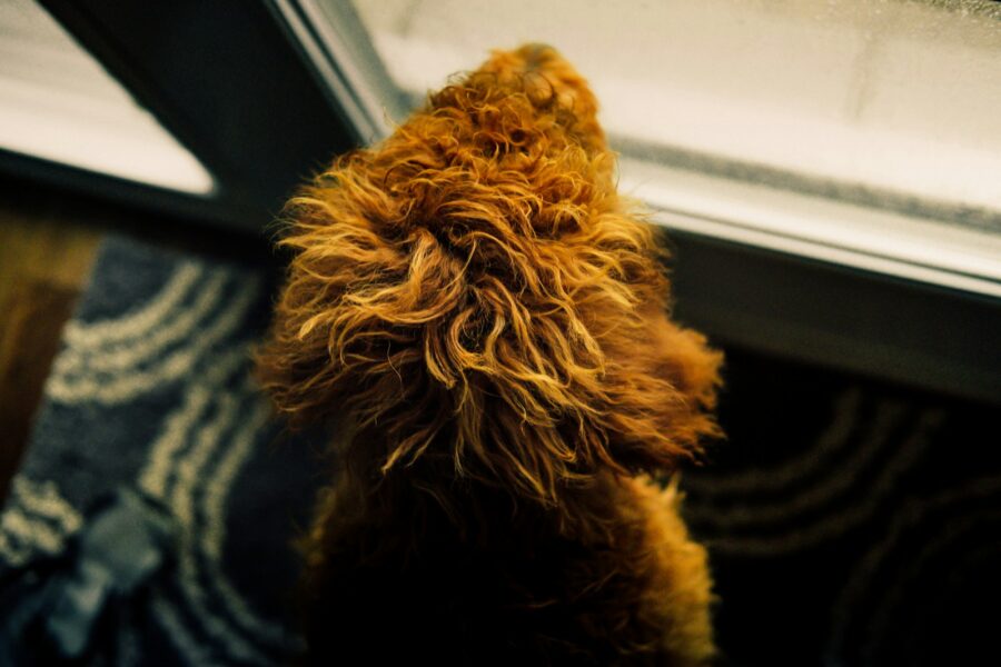 Dog waiting calmly mat near front door