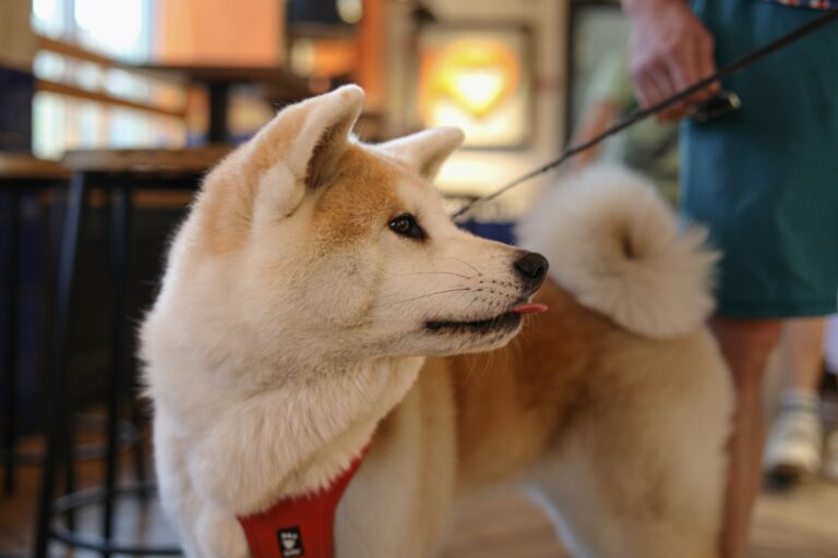 Dog owner adjusting harness indoors