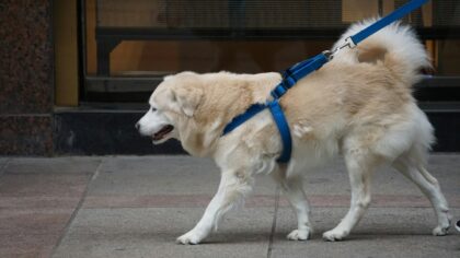 Choosing and using dog harnesses for safer, more relaxed walks