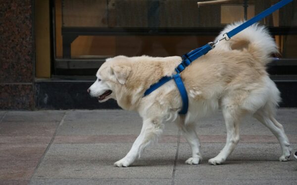 Choosing and using dog harnesses for safer, more relaxed walks