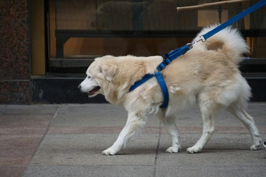 Medium size dog harness walking leash pavement