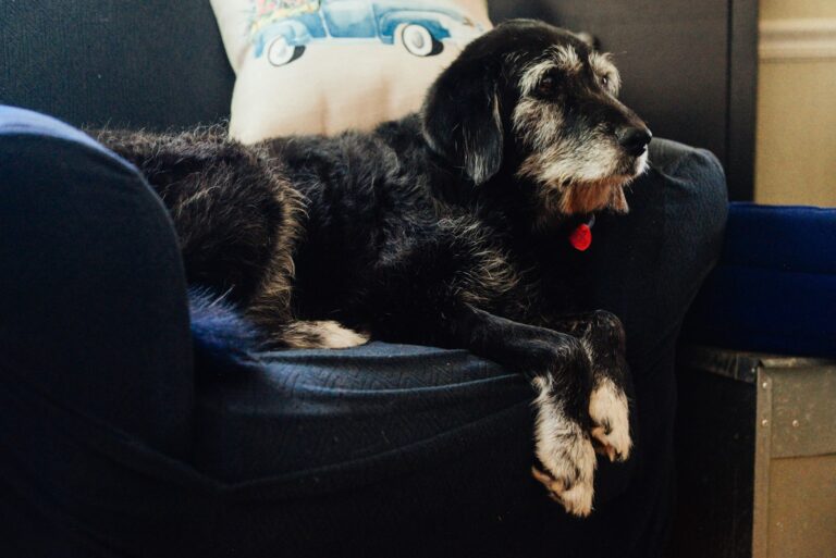 Senior sitting sofa dog indoors