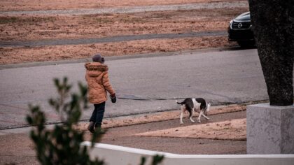 Choosing the right canine companion for older adults