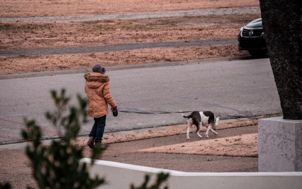 Choosing the right canine companion for older adults