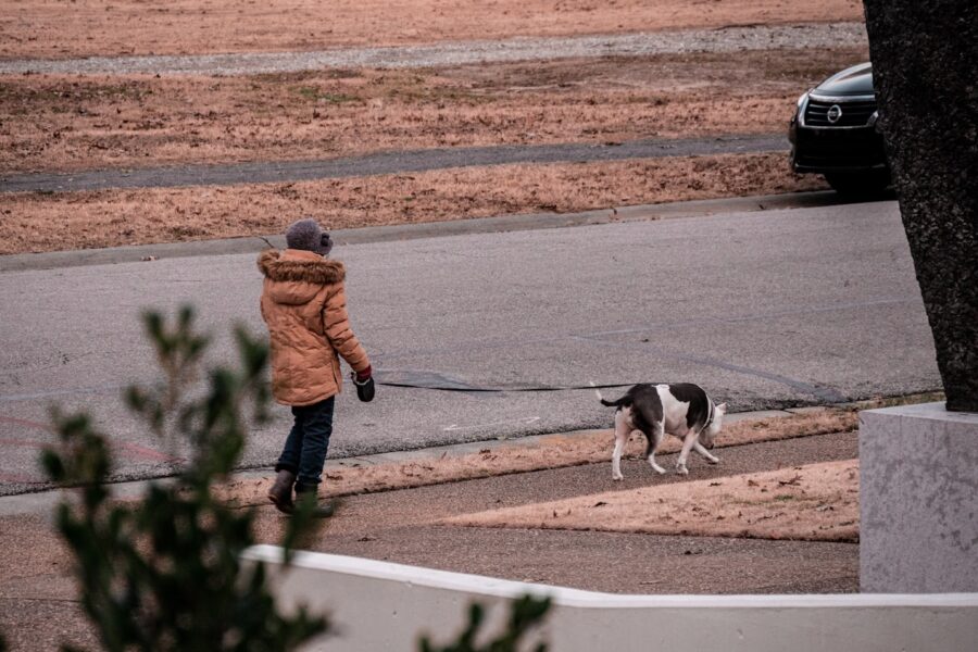 Senior person walking calm dog park