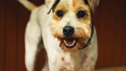 Common dog health myths that could be putting your pet at risk