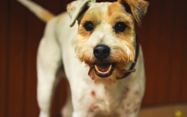 Common dog health myths that could be putting your pet at risk