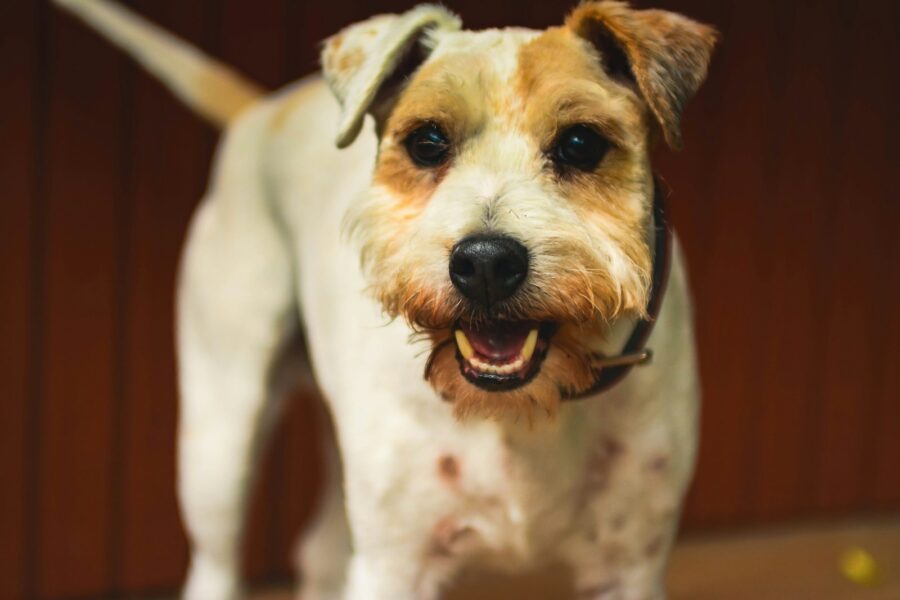 Happy dog veterinary clinic examination table