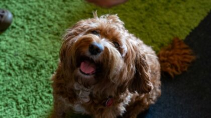Common mistakes first-time dog owners make in the early months and how to avoid them