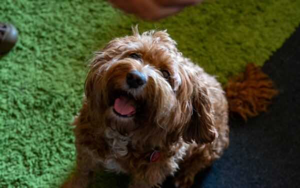 Common mistakes first-time dog owners make in the early months and how to avoid them