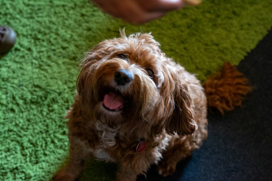 Happy puppy owner indoors sofa