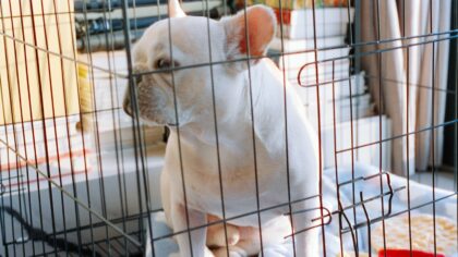 Crate training basics that help your dog feel safe, not trapped