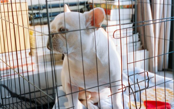 Crate training basics that help your dog feel safe, not trapped