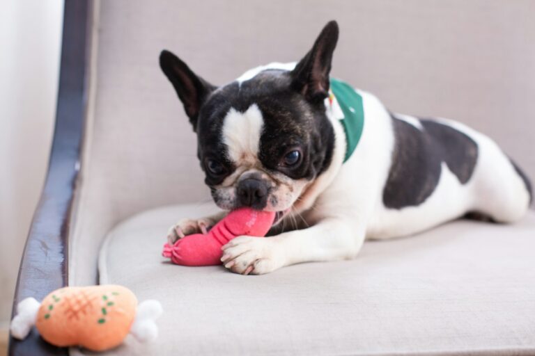Dog dental chews rubber toy