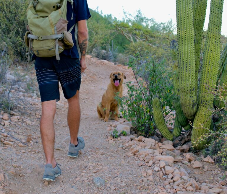 Collapsible dog water bowl hiking trail